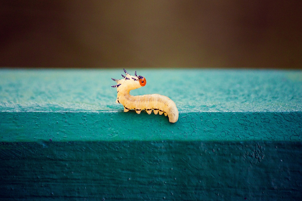 How to Establish an Eco-Friendly Worm Farm in Your Backyard